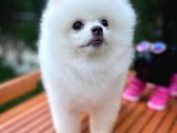 Yaşıtlarının En İyisi Erkek Ve 5.5 Aylık Pomeranian Yavrusu