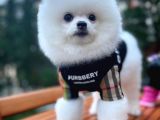 Yaşıtlarının En İyisi Erkek Ve 5.5 Aylık Pomeranian Yavrusu