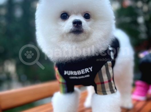 Yaşıtlarının En İyisi Erkek Ve 5.5 Aylık Pomeranian Yavrusu görsel