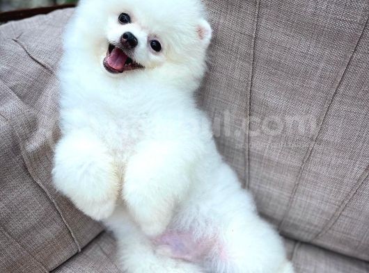 Yaşıtlarının En İyisi Erkek Ve 5.5 Aylık Pomeranian Yavrusu görsel