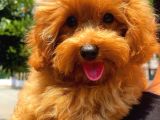 Güzelliği İle Beğeni Toplayan 5 Aylık Dişi Maltipoo Yavrumuz