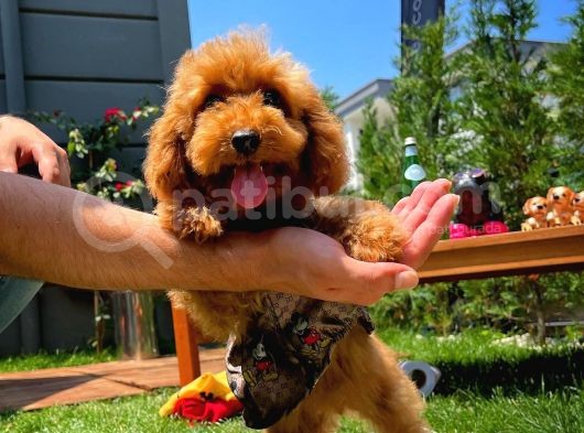 Yavru Patilerden 4.5 Aylık Dişi Toy Poodle Yavrumuz görsel
