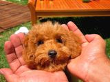 Yavru Patilerden 4.5 Aylık Dişi Toy Poodle Yavrumuz