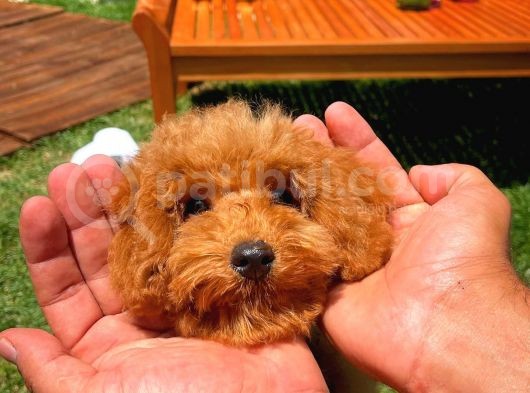 Yavru Patilerden 4.5 Aylık Dişi Toy Poodle Yavrumuz