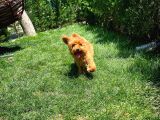 Yavru Patilerden 4.5 Aylık Dişi Toy Poodle Yavrumuz