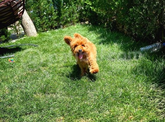 Yavru Patilerden 4.5 Aylık Dişi Toy Poodle Yavrumuz görsel