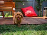 Yavru Patilerden 4.5 Aylık Dişi Toy Poodle Yavrumuz