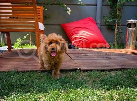 Yavru Patilerden 4.5 Aylık Dişi Toy Poodle Yavrumuz görsel