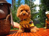 Yavru Patilerden 5 Aylık Erkek Toy Poodle Yavrumuz