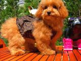 Mikroçipli 4 Aylık Dişi Toy Poodle Yavrumuz
