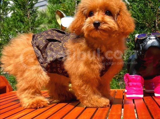 Mikroçipli 4 Aylık Dişi Toy Poodle Yavrumuz görsel