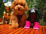 Mikroçipli 4 Aylık Dişi Toy Poodle Yavrumuz