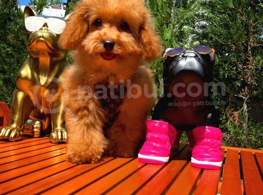 Mikroçipli 4 Aylık Dişi Toy Poodle Yavrumuz