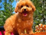 Mikroçipli 4 Aylık Dişi Toy Poodle Yavrumuz