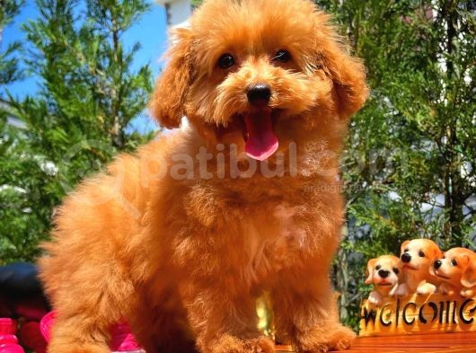 Mikroçipli 4 Aylık Dişi Toy Poodle Yavrumuz görsel