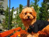 Sevimli Toy Poodle Cinsi Oğlumuz Gogo 4.5 Aylık