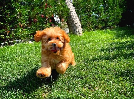 Sevimli Toy Poodle Cinsi Oğlumuz Gogo 4.5 Aylık görsel
