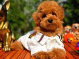 4.5 Aylık Sevimli Erkek Toy Poodle Yavrumuz