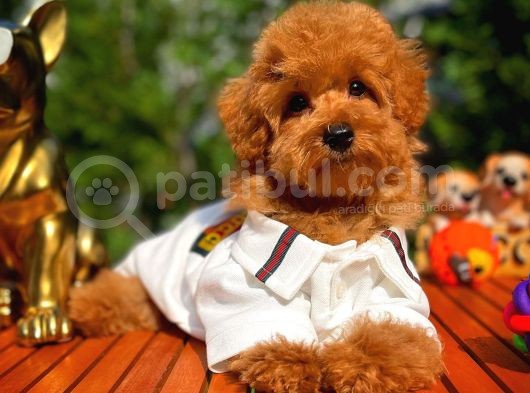 4.5 Aylık Sevimli Erkek Toy Poodle Yavrumuz