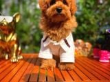 4.5 Aylık Sevimli Erkek Toy Poodle Yavrumuz