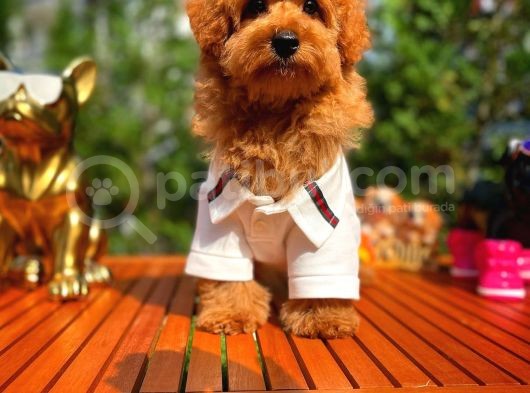 4.5 Aylık Sevimli Erkek Toy Poodle Yavrumuz görsel