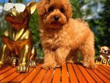 4.5 Aylık Sevimli Erkek Toy Poodle Yavrumuz