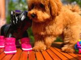 4.5 Aylık Sevimli Erkek Toy Poodle Yavrumuz