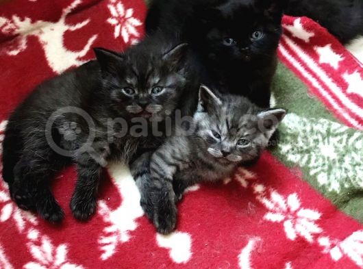 58 Günlük 2 Silver Erkek Ve 1 Dişi Yavru Scottish görsel