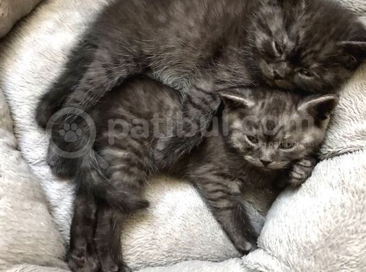 58 Günlük 2 Silver Erkek Ve 1 Dişi Yavru Scottish görsel