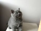 British Shorthair Dişi Yavru