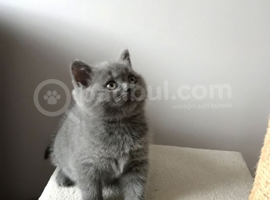 British Shorthair Dişi Yavru görsel