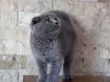 Nilcattery Scottish Fold Blue Yavrularımız