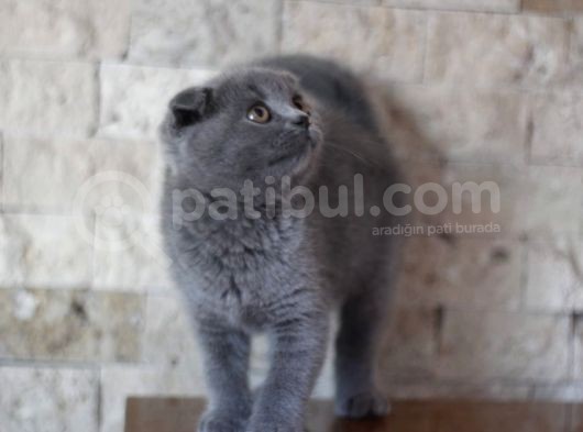 Nilcattery Scottish Fold Blue Yavrularımız