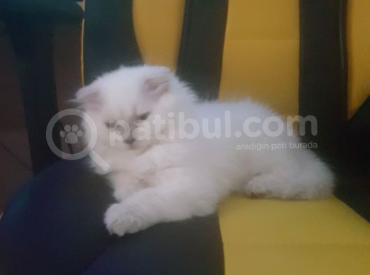 2.5 Aylık Beyaz Erkek Eğitimli görsel