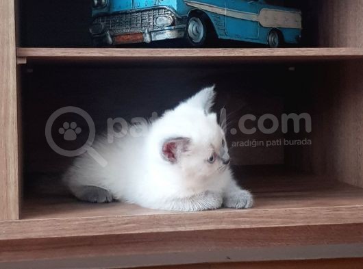 Erkek Yavrumuz Yeni Sahiplerini Bekliyor görsel