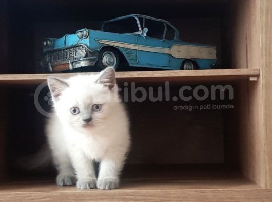 Erkek Yavrumuz Yeni Sahiplerini Bekliyor görsel