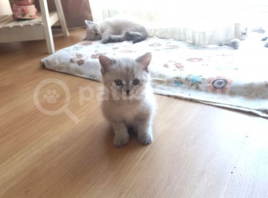 Sahibini Arıyor