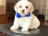 Yavru Maltese Terrier