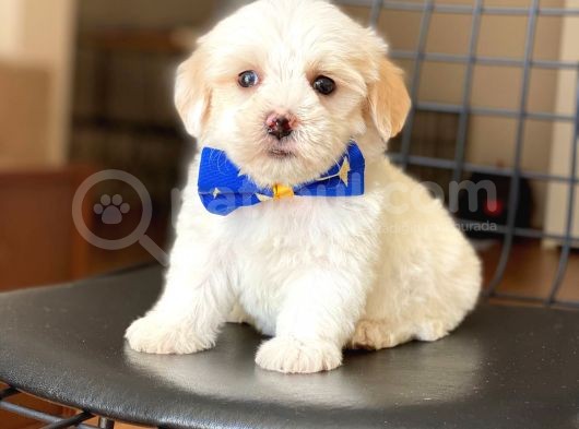 Yavru Maltese Terrier görsel