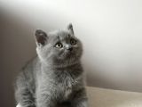 British Shorthair Dişi Yavru