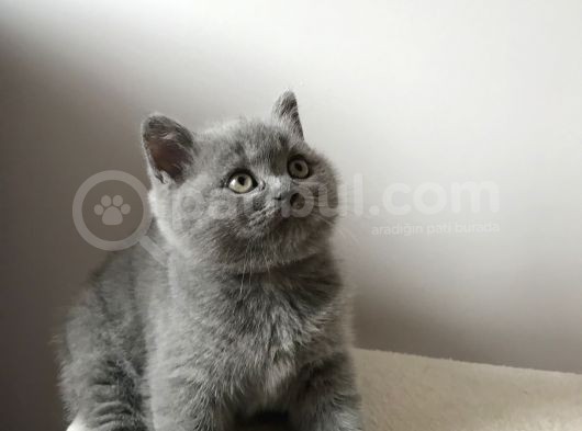 British Shorthair Dişi Yavru görsel