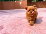 Aa Kalite Toy Poodle  Yavrularımız