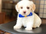 Yavru Maltese Terrier