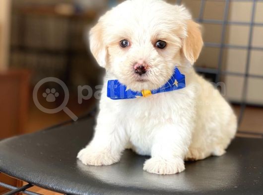 Yavru Maltese Terrier