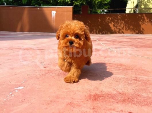 Aa Kalite Toy Poodle  Yavrularımız görsel