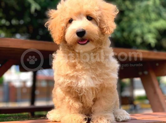 Orijinal Maltipoo Arayanlara görsel