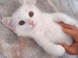 2 Aylık British Shorthair