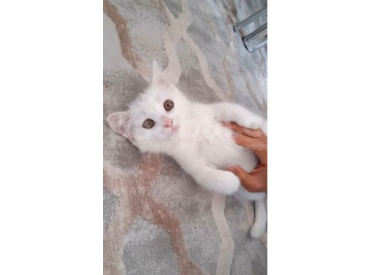 2 Aylık British Shorthair