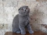 Nilcattery Scottish Fold Blue Yavrularımız