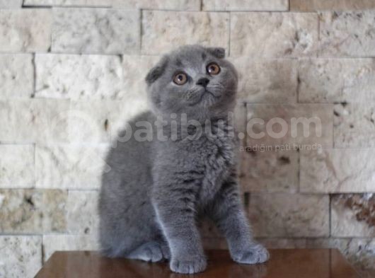 Nilcattery Scottish Fold Blue Yavrularımız görsel